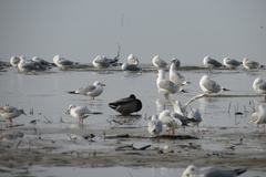 Larus michahellis