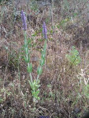 Nepeta tuberosa