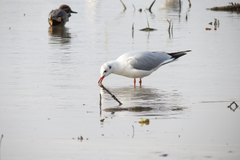 Chroicocephalus ridibundus