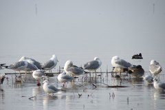 Larus cachinnans