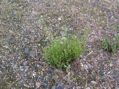 Thymus mastichina