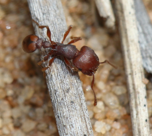 Red Fierce ant