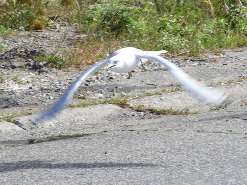 Ring-billed Gull