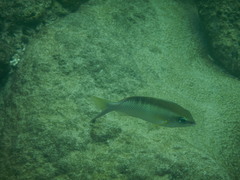 Scolopsis margaritifera