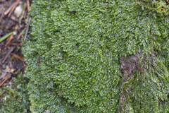 Plagiothecium laetum