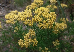 Ozothamnus retusus