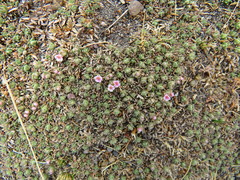 Junellia minima