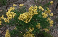 Ozothamnus retusus