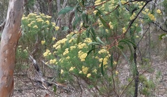 Ozothamnus retusus