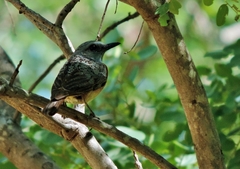 Monticola angolensis