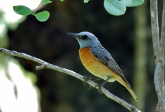 Monticola angolensis