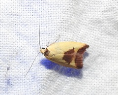 Ageletha hemiteles