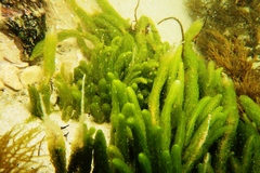 Caulerpa crispata