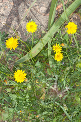 Hypochaeris achyrophorus