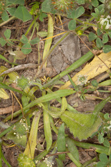 Hypochaeris achyrophorus