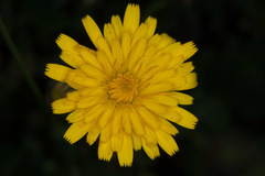 Hypochaeris achyrophorus