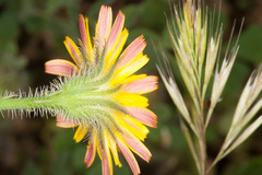 Hypochaeris achyrophorus
