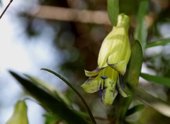 Billardiera macrantha