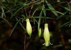 Billardiera macrantha