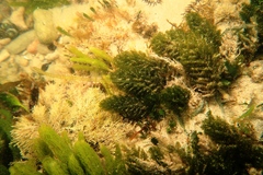Caulerpa flexilis