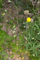 Hypochaeris achyrophorus