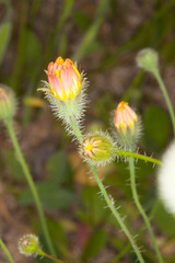 Hypochaeris achyrophorus