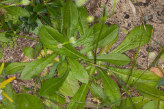 Hypochaeris achyrophorus