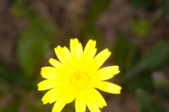 Hypochaeris achyrophorus