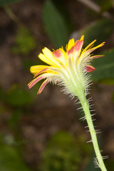 Hypochaeris achyrophorus