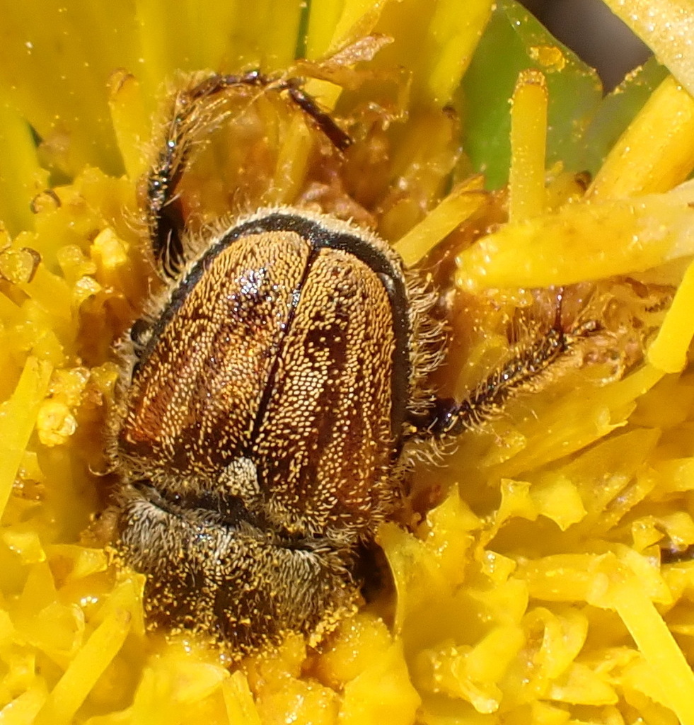 Monkey Bee Insect Monkey Beetles from Leisure Island, Knysna, 6571, South Africa on ...