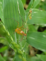 Oxyopes