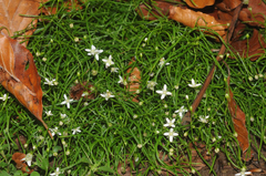 Moehringia muscosa