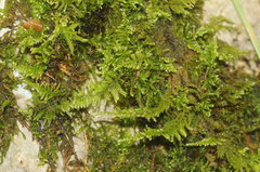 Ctenidium molluscum