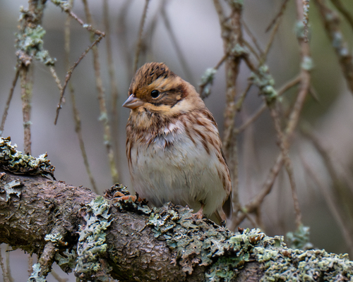Escribano rústico (Emberiza rustica)