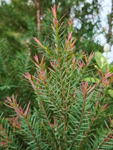 Melaleuca alternifolia observed 2025-09-26