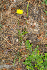 Hypochaeris cretensis