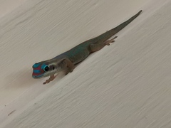 Phelsuma ornata
