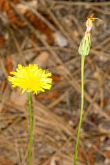 Hypochaeris cretensis