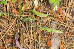 Hypochaeris cretensis