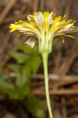 Hypochaeris cretensis