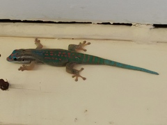 Phelsuma ornata