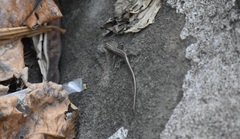 Cryptoblepharus eximius