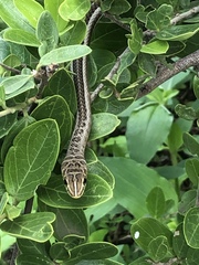 Psammophis sudanensis