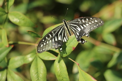 Papilio xuthus