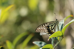 Papilio xuthus