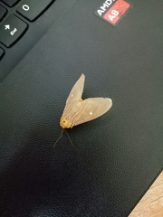 Asota plaginota