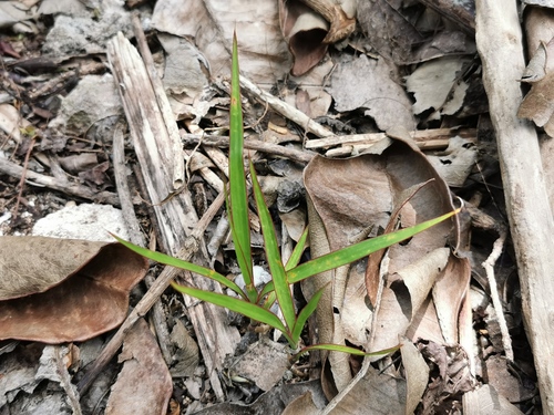 Dracaena concinna iNat (2)
