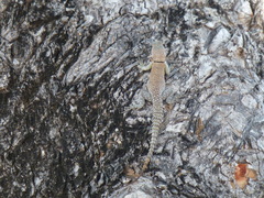 Oplurus cyclurus