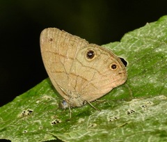 Hermeuptychia harmonia