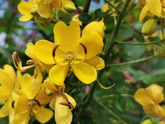 Senna pendula